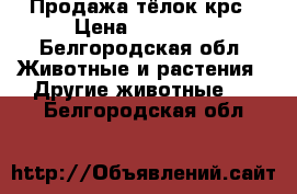 Продажа тёлок крс › Цена ­ 50 000 - Белгородская обл. Животные и растения » Другие животные   . Белгородская обл.